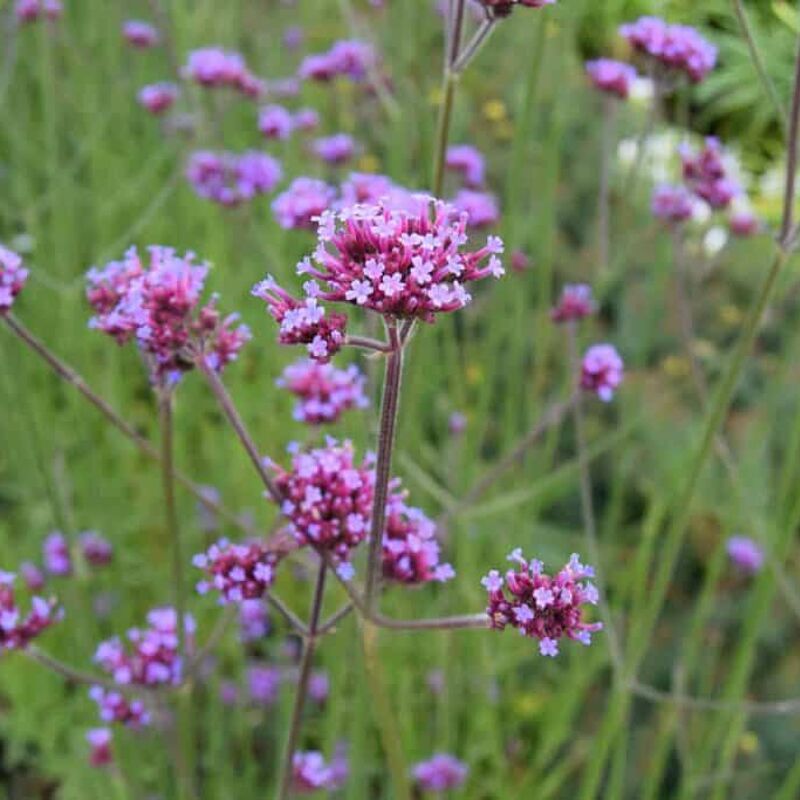 Verbena bonariensis ---